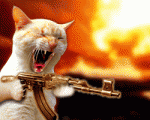 le chat a sortit sa mitraiete